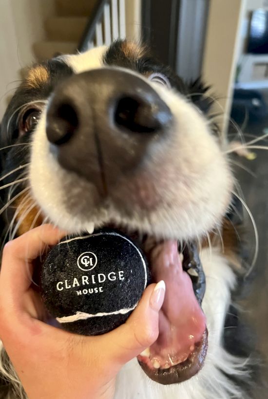 Close-up of a dog smiling with a black tennis ball in its mouth that says &ldquo;CLA RIDGE&rdquo; (likely a toy), held by a person.