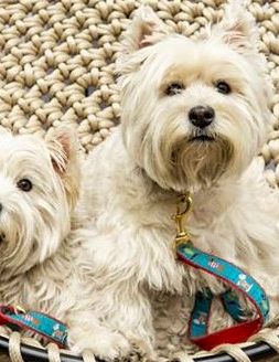Two small fluffy dogs sit together in a woven basket with red and blue leashes, looking at the camera with friendly expressions.