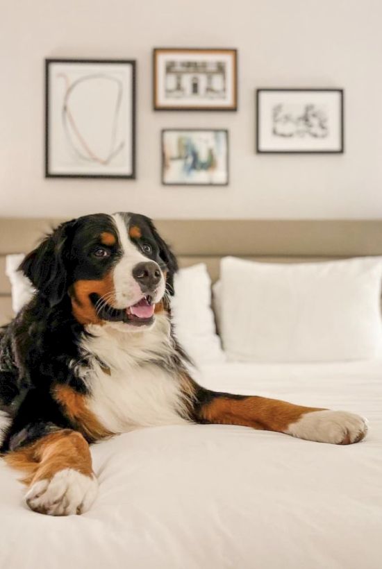 A happy Bernese Mountain Dog lounging on a neatly made bed in a bright, minimal bedroom with framed art above the headboard.