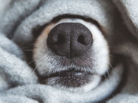 A close-up of a dog's nose and mouth, partially wrapped in a soft, gray fabric, creating a cozy and adorable scene.