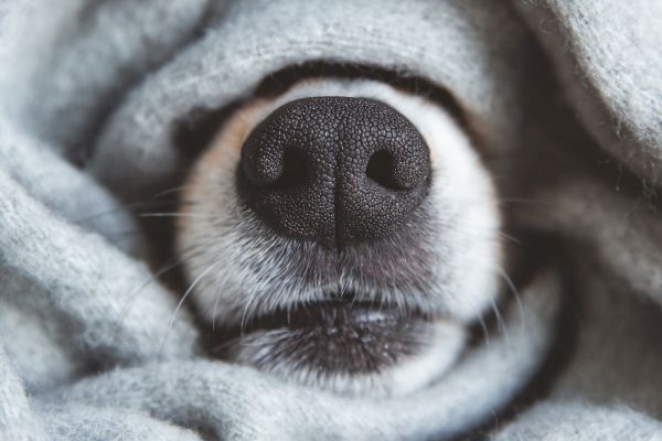 A close-up of a dog's nose and mouth, partially wrapped in a soft, gray fabric, creating a cozy and adorable scene.