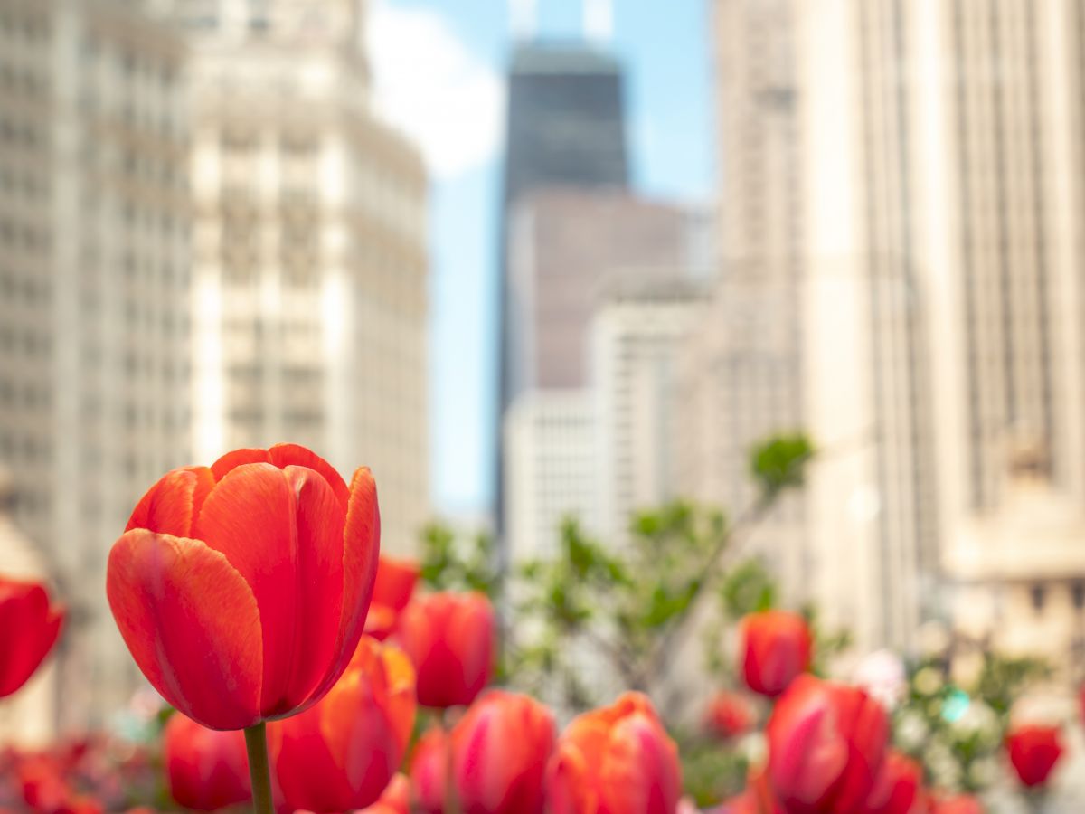 Spring in Gold Coast Chicago