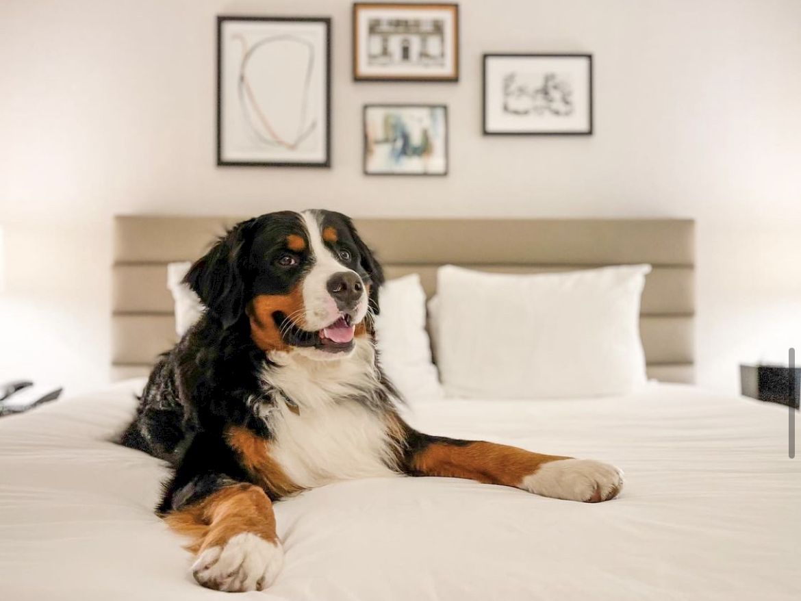 A friendly Bernese Mountain Dog lounges on a bed in a neatly made room with framed art on the wall.
